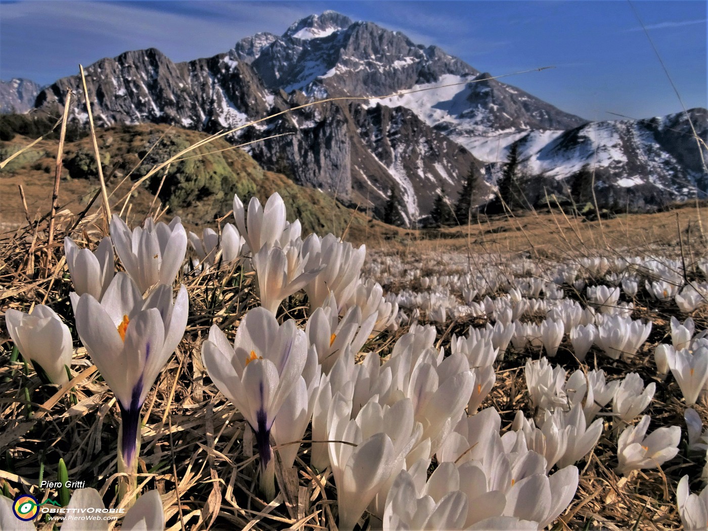 73 Crocus vernus bianchi con Arera.JPG -                                